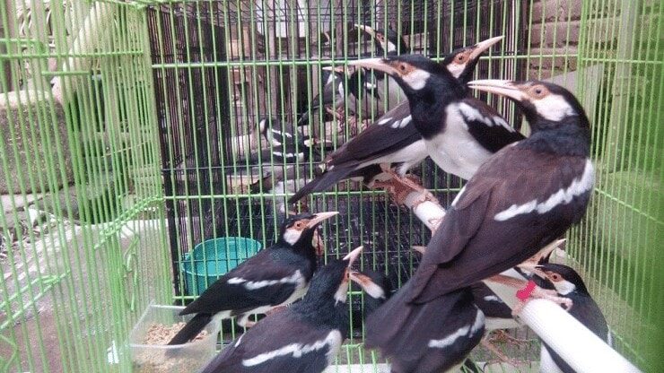 ternak burung jalak suren