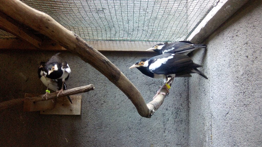 menjodohkan jalak suren