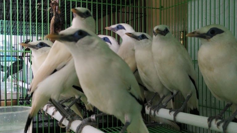 Anakan Burung Jalak Bali Bersertifikat Resmi BKSDA