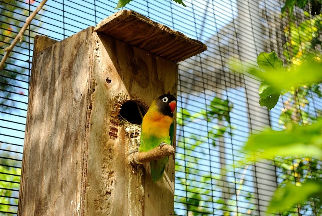 Burung Lovebird - wikimedia.org