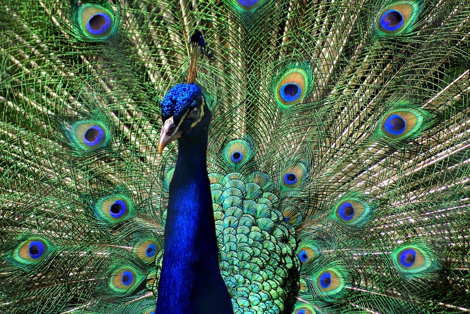 4400 Gambar Burung Merak Paling Cantik Di Dunia Gratis Terbaru