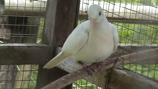 Burung Perkutut Putih