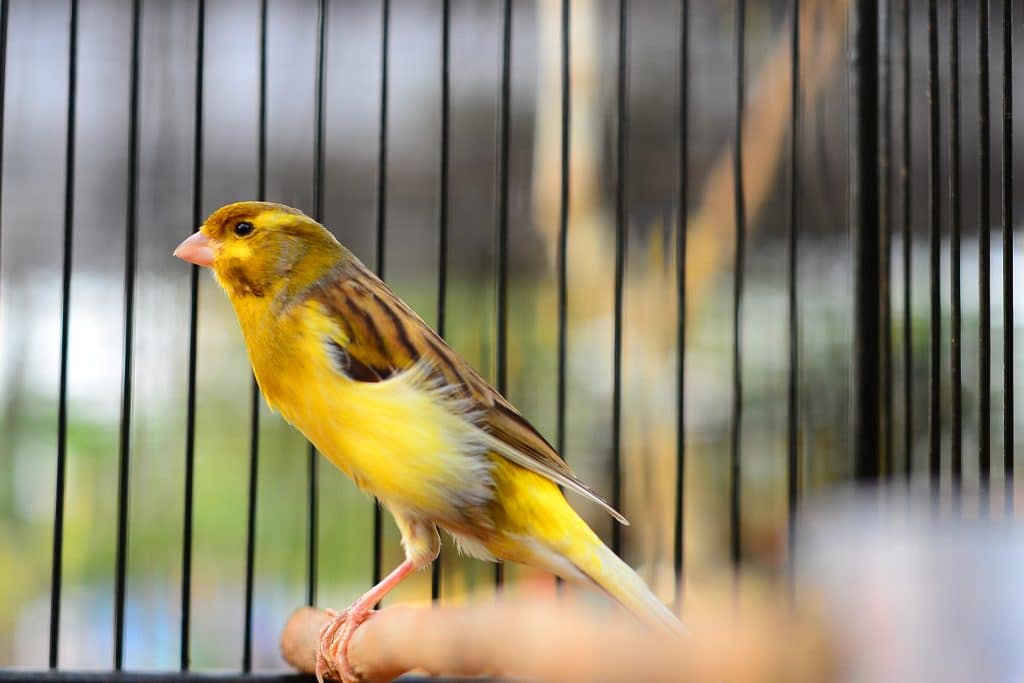 Tips Memelihara Burung Kenari Agar Bisa Menang Kontes