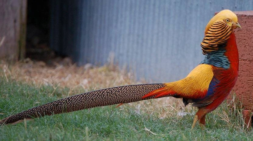 Ayam Golden Pheasant