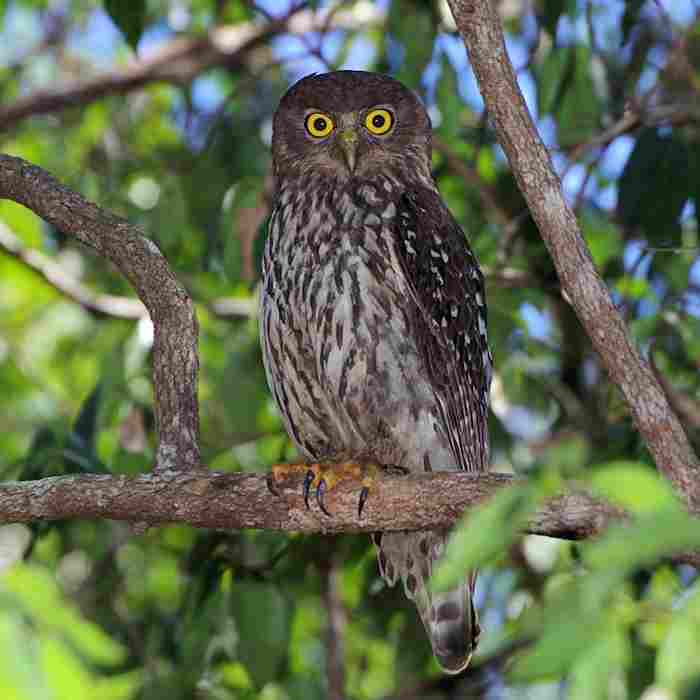 Beluk Watu Jawa (Asian Barred Owl)