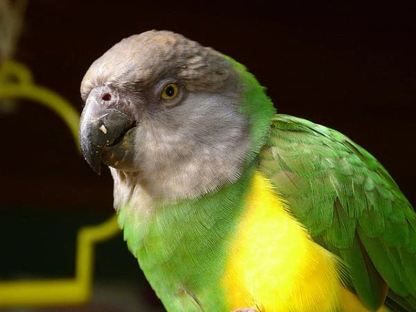 Burung Senegal Parrot