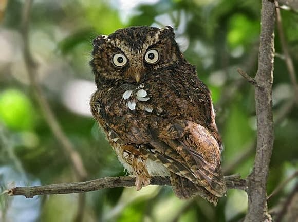Celepuk Gunung (Javan Scops Owl)
