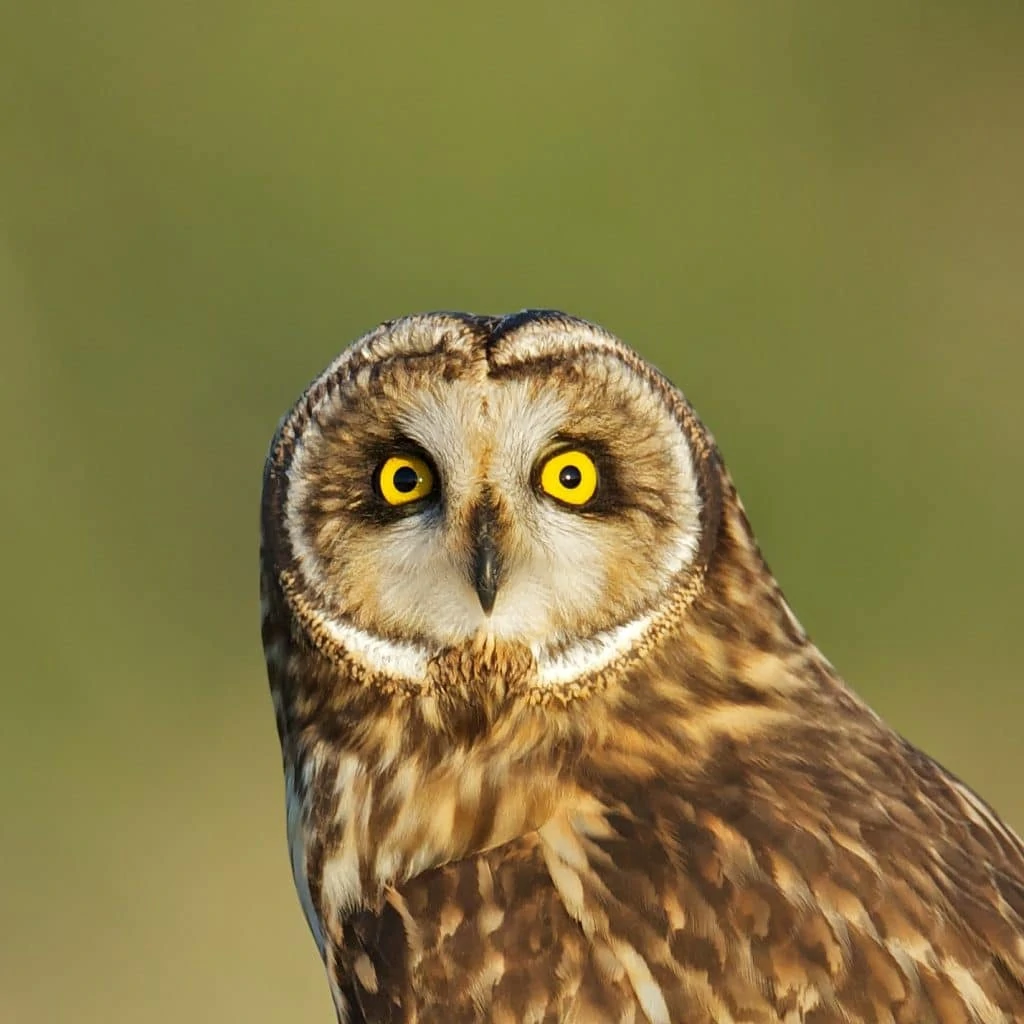 Celepuk Rajah (Rajah’s Scops Owl)