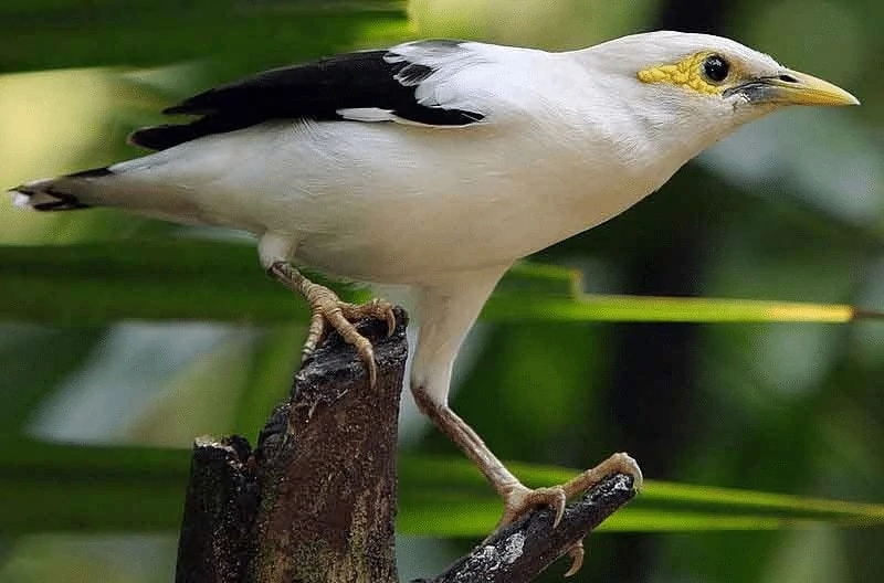 Burung Jalak Putih Jawa