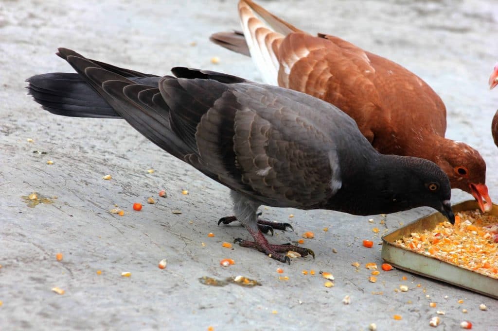 Makanan Burung