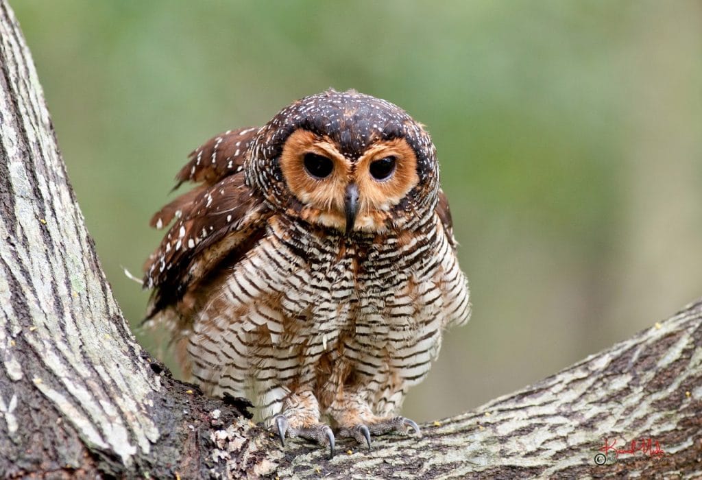 Seloputo (Spotted Wood Owl)