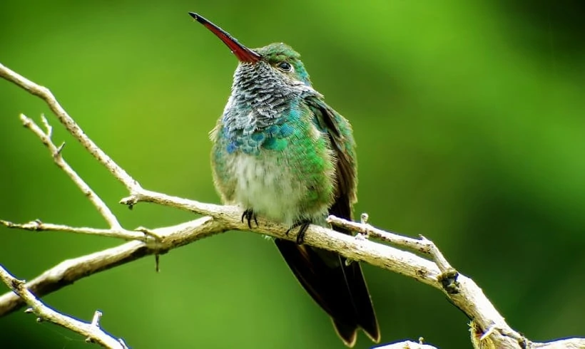 Burung Emerald Honduras
