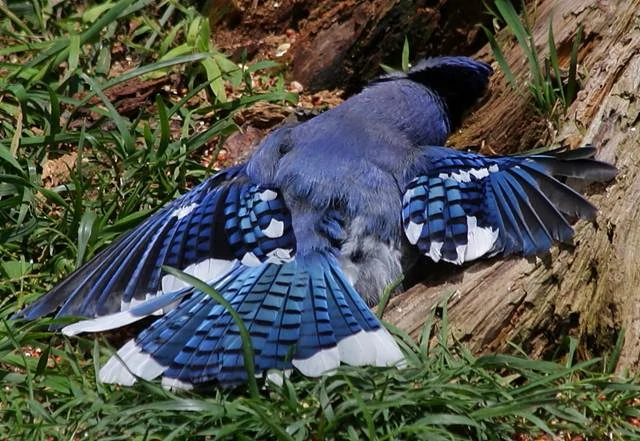 Burung blue jay