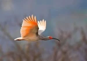 Burung Iblis Jambul Asia