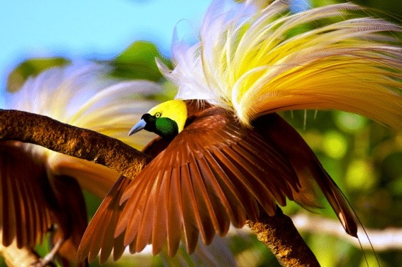 Yuk, Kenali 10 Burung Endemik Terunik di Papua!