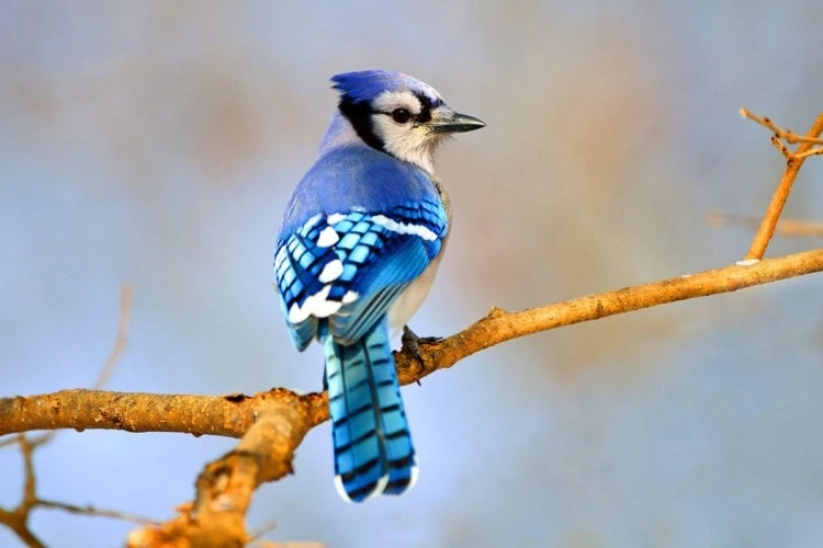 Burung blue jay