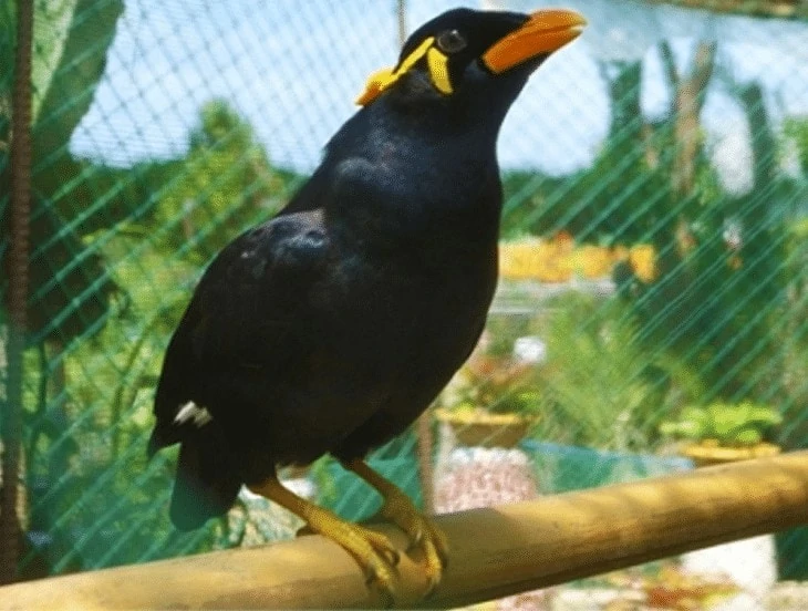 Burung Beo Jawa