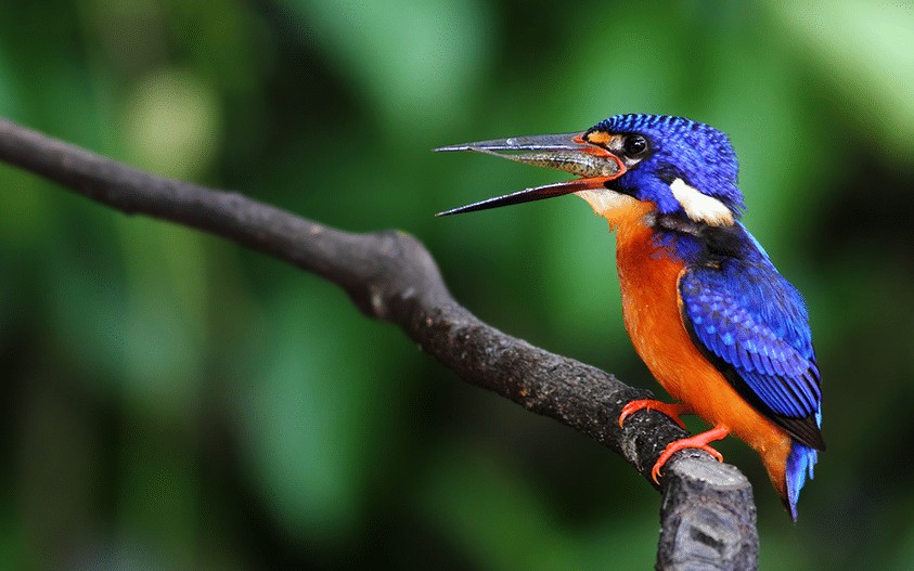 Burung Terbesar Di Asia Tenggara: Kenali Lebih Dekat Burung Raja Udang