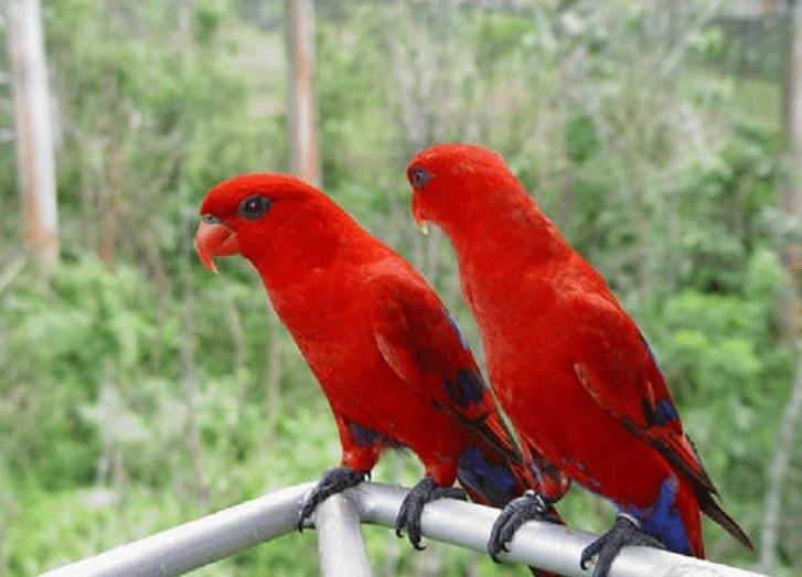Lovebird Merah
