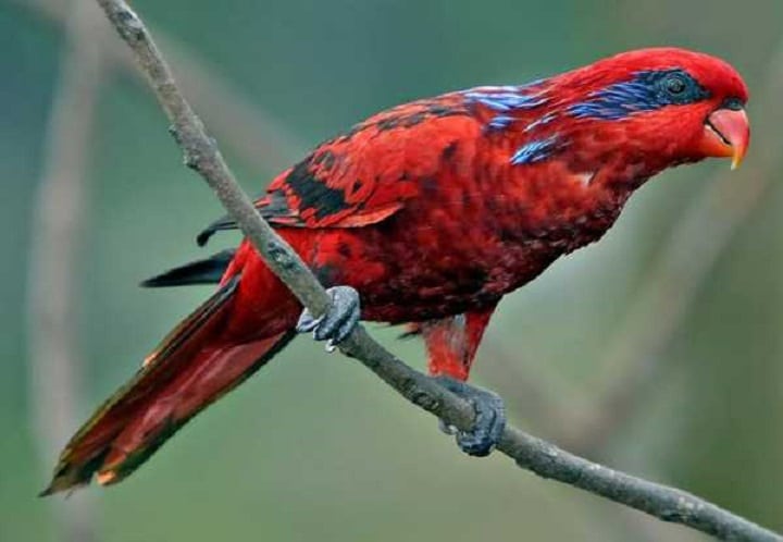 75 Koleksi Gambar Burung Nuri Warna Warni Terbaru