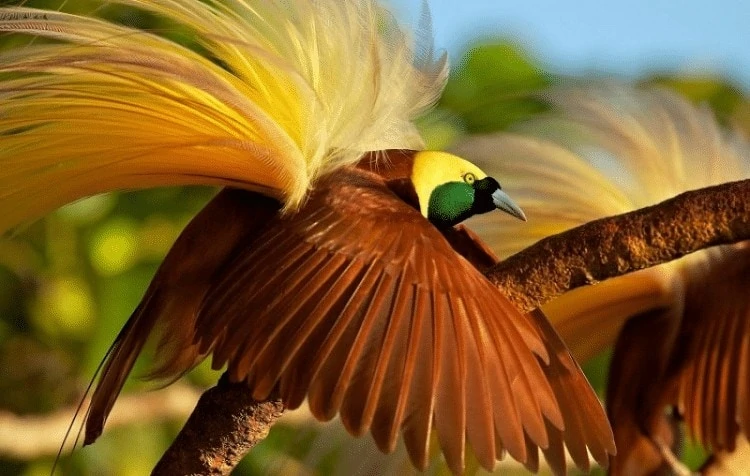 Burung Cenderawasih Kuning Besar