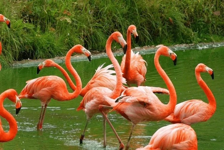 Keunikan Burung Flamingo