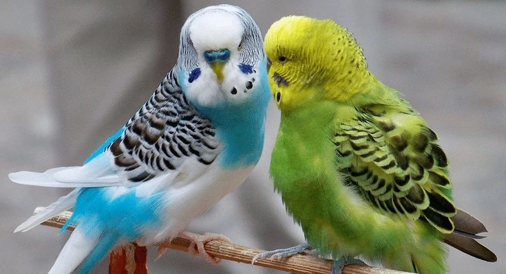 Perbedaan Burung Parkit Jantan dan Betina Dewasa