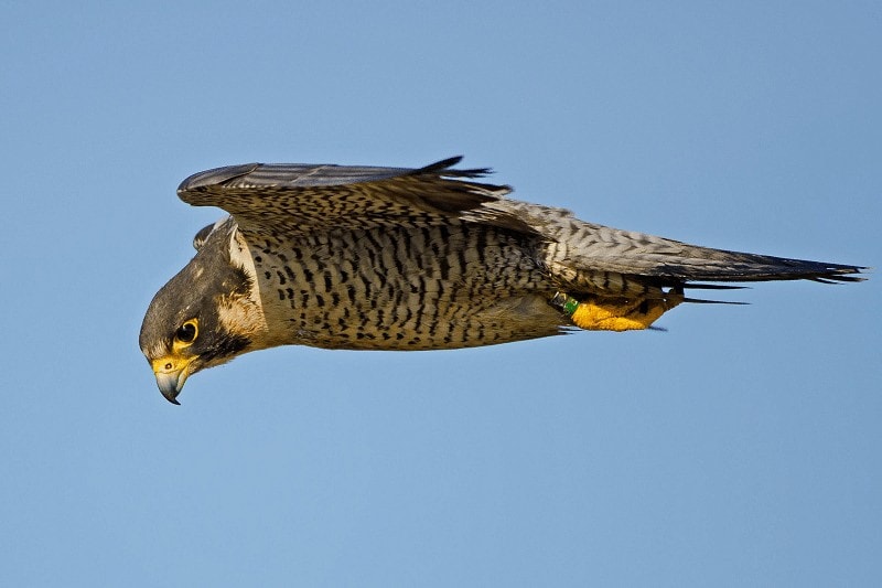 Burung Tercepat Di Udara: Kenali Lebih Dekat Peregrine Falcon
