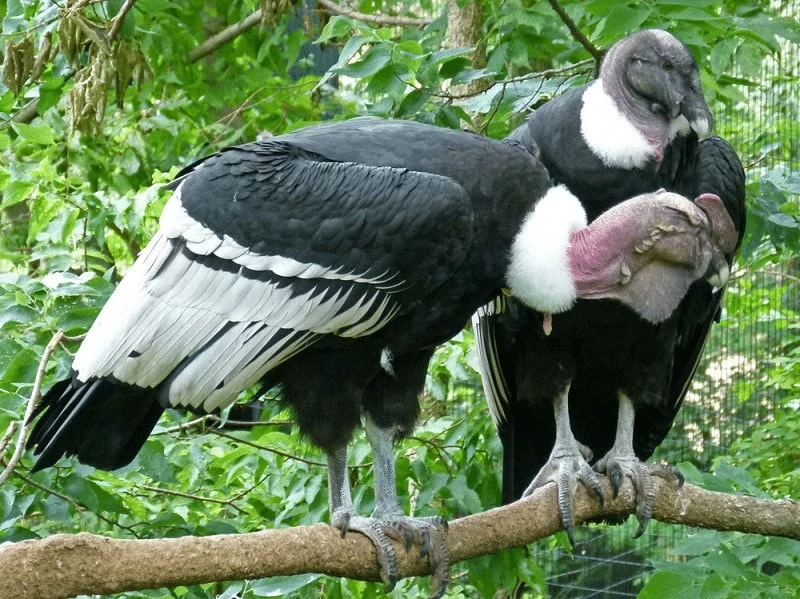 Burung Condor Andes