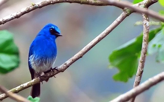 Burung Selendang Biru