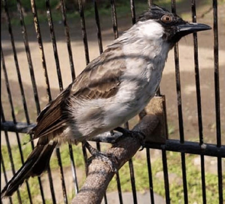 Cara Memelihara Burung Kutilang Agar Bisa Gacor