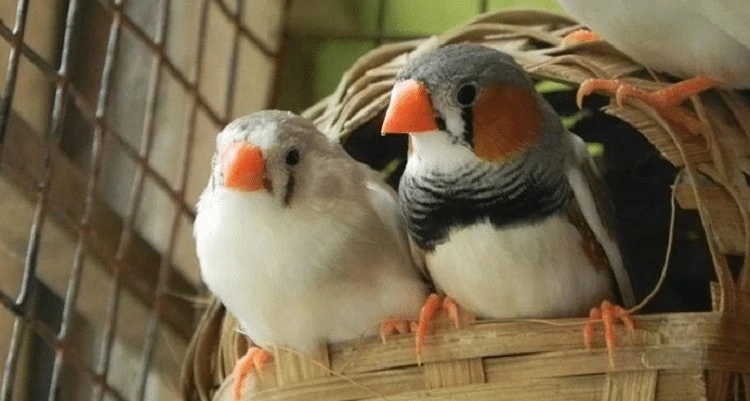 Sarang Burung Finch