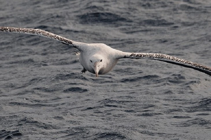 Burung Elang Albatros Pengembara