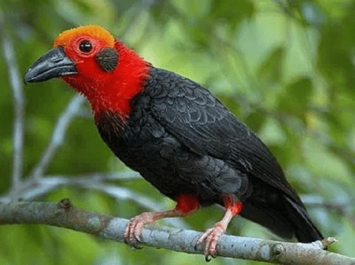 Burung Tiong Batu Kalimantan