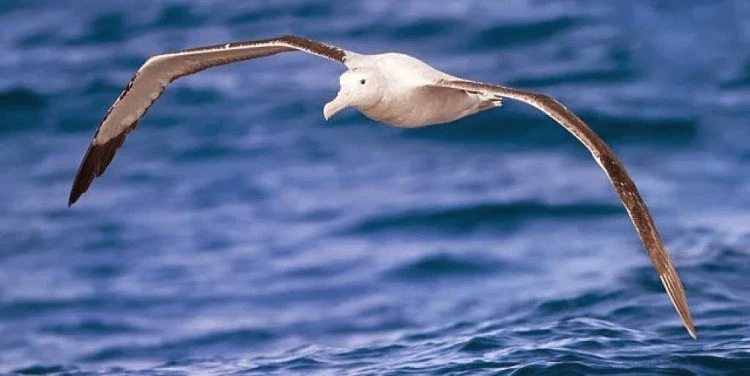 Ciri Fisik Elang Albatros