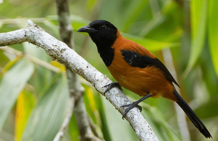 Ciri Khas dan Perilaku Burung Pitohui Endemik Dari Papua