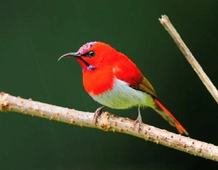 Habitat Burung Madu Ekor Merah