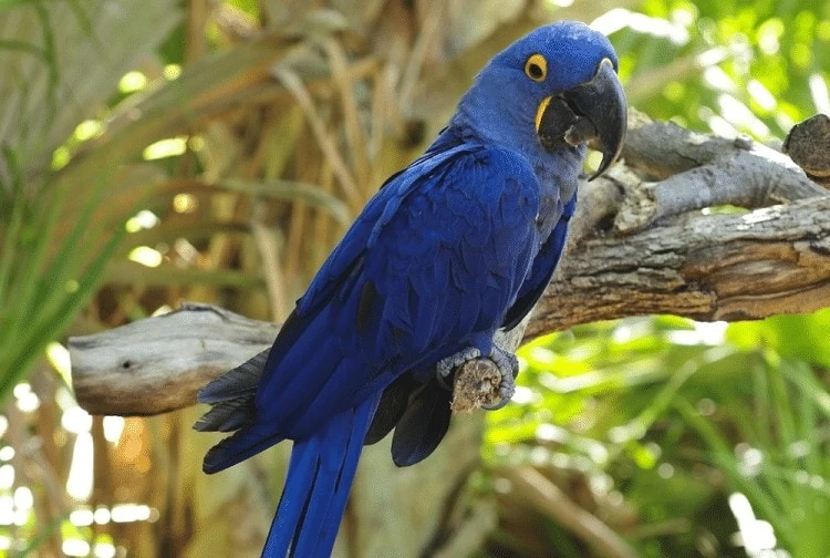 Kecerdasan Burung Macaw