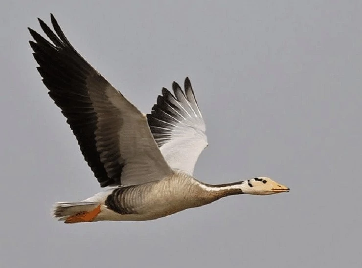 Kemampuan Terbang Bar Headed Goose