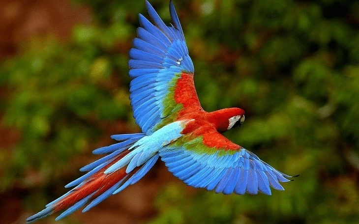 Ciri Burung Scarlet Macaw