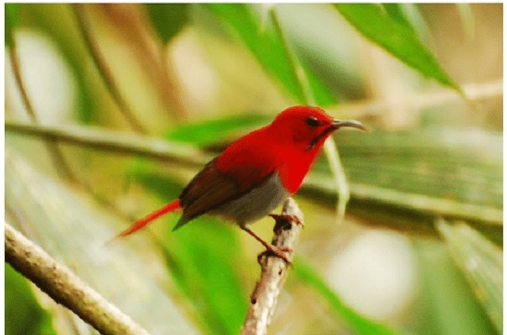 Burung Madu Ekor Merah