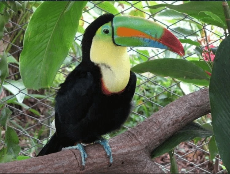 Perilaku Burung Toucan