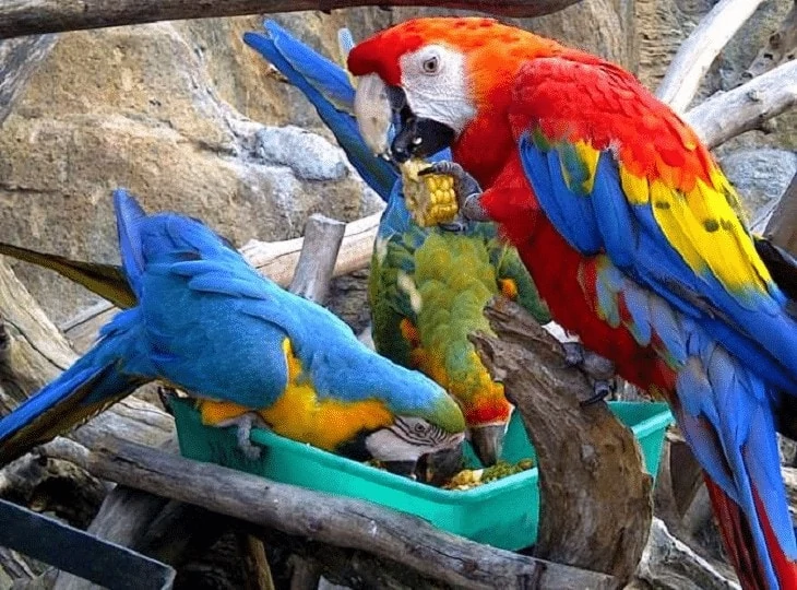 Perilaku dan Karakter Macaw Scarlet