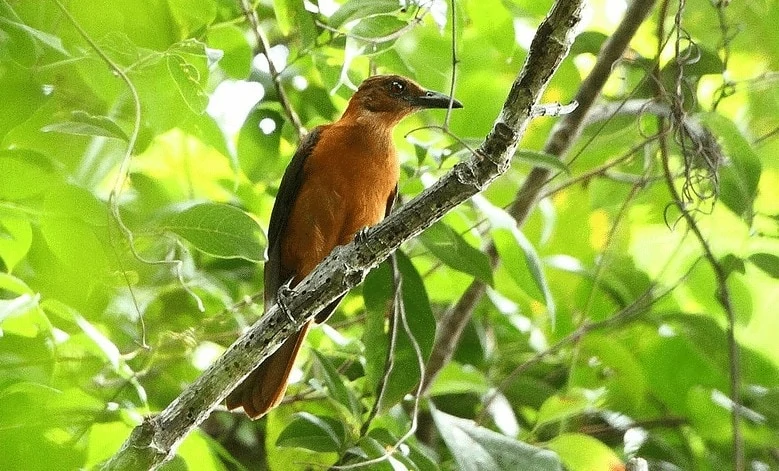 Species Burung Pitohui