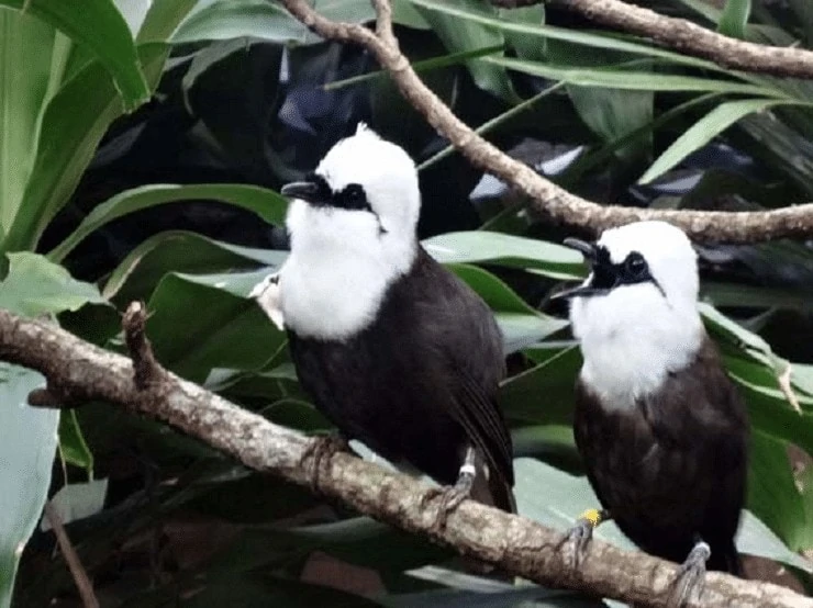 Ciri Burung Poksay Sumatera