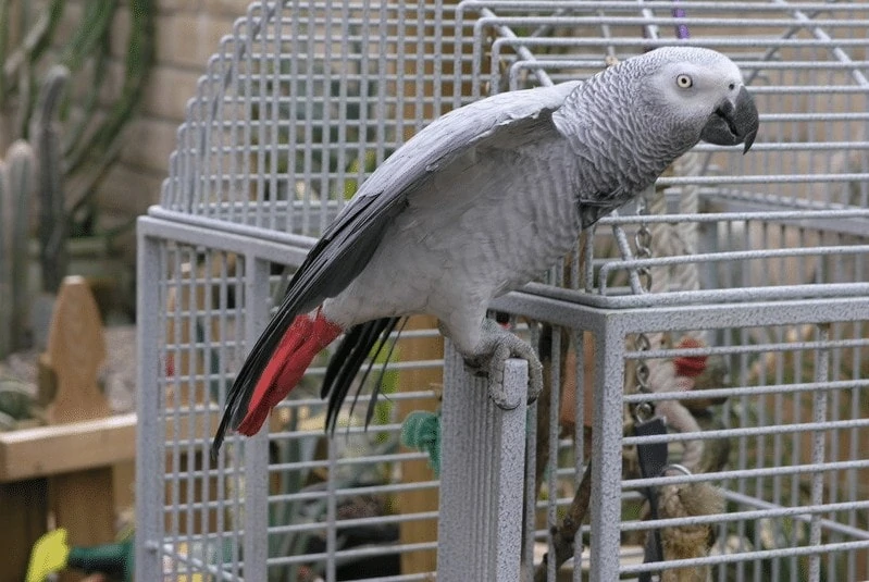 Perawatan African Grey Parrot