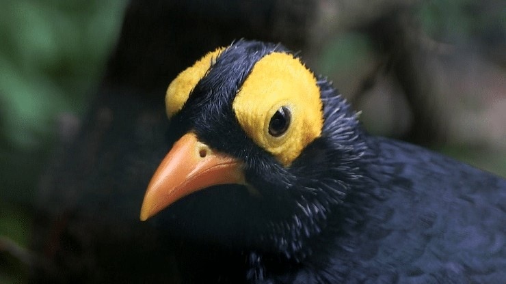 Perawatan Burung Beo Papua