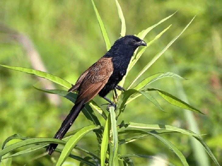 Populasi Burung Bubut Jawa
