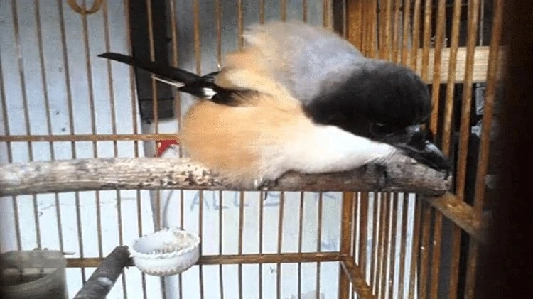 Cara Mengatasi Burung Cendet Ngeruji