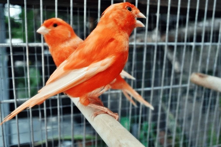 Ternak Burung Kenari Merah